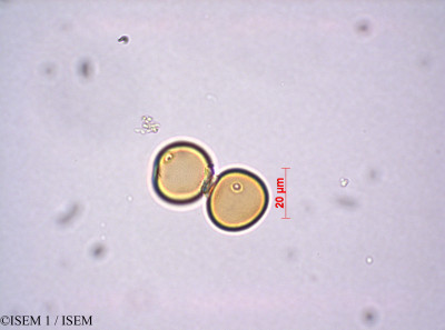 ISEM 1/Mibora_minima_29206/Mibora_minima_29206_0001(copy)_thumb.jpg